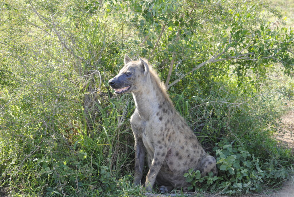 Hyena in the Kruger National Park