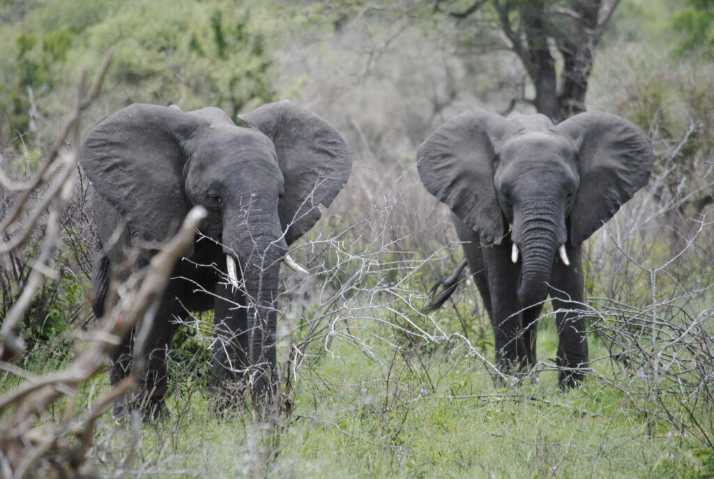 Two baby elephants in the Kruger National Park