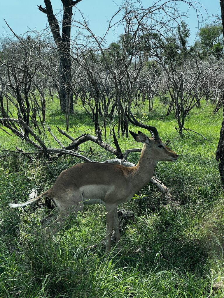 Impala pooping