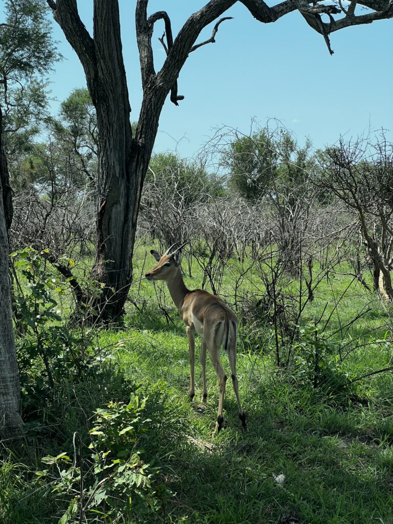 Impala