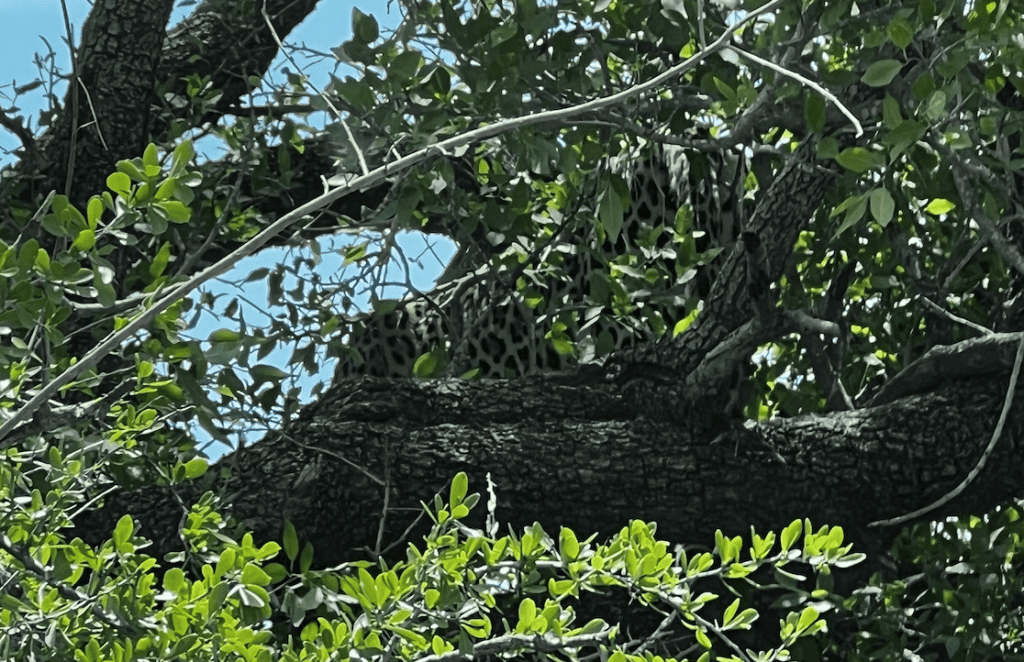 Leopard faintly visible in a tree