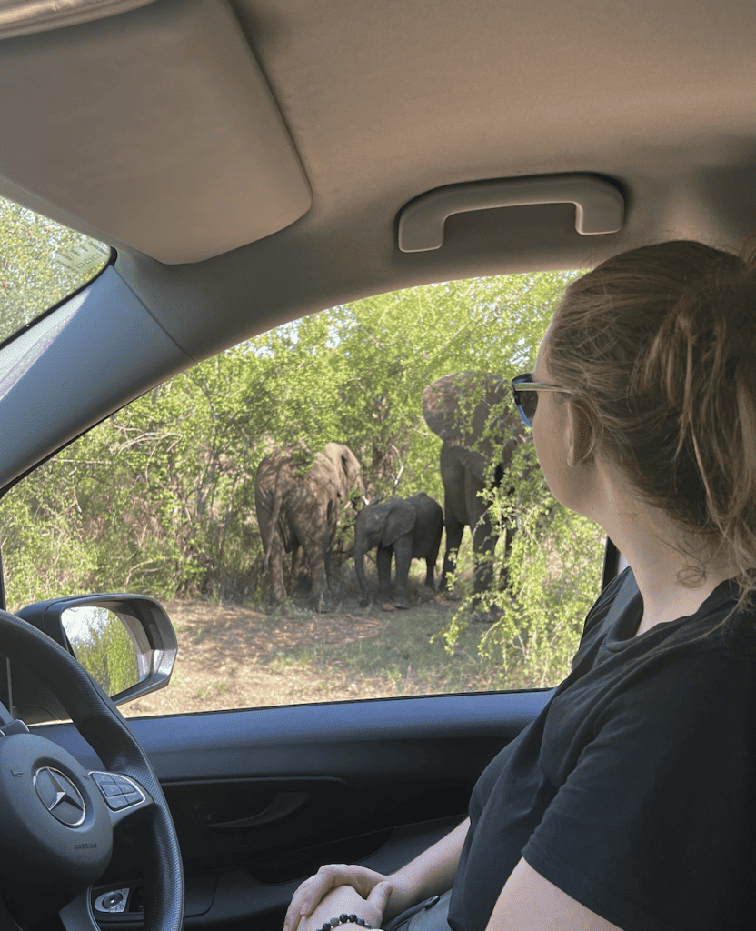 Girl looking out the window at elephants