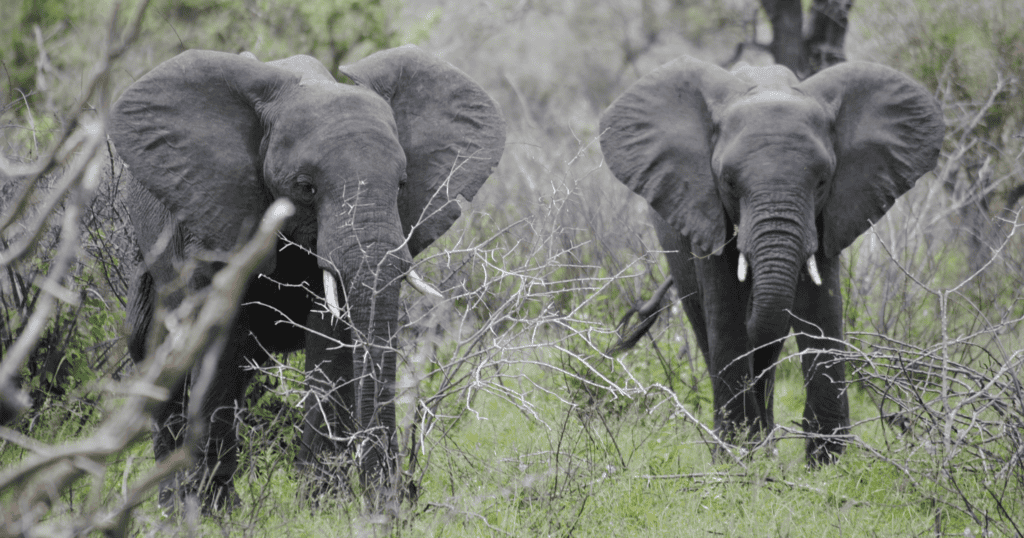 Elephants in the Kruger National Park, South Africa