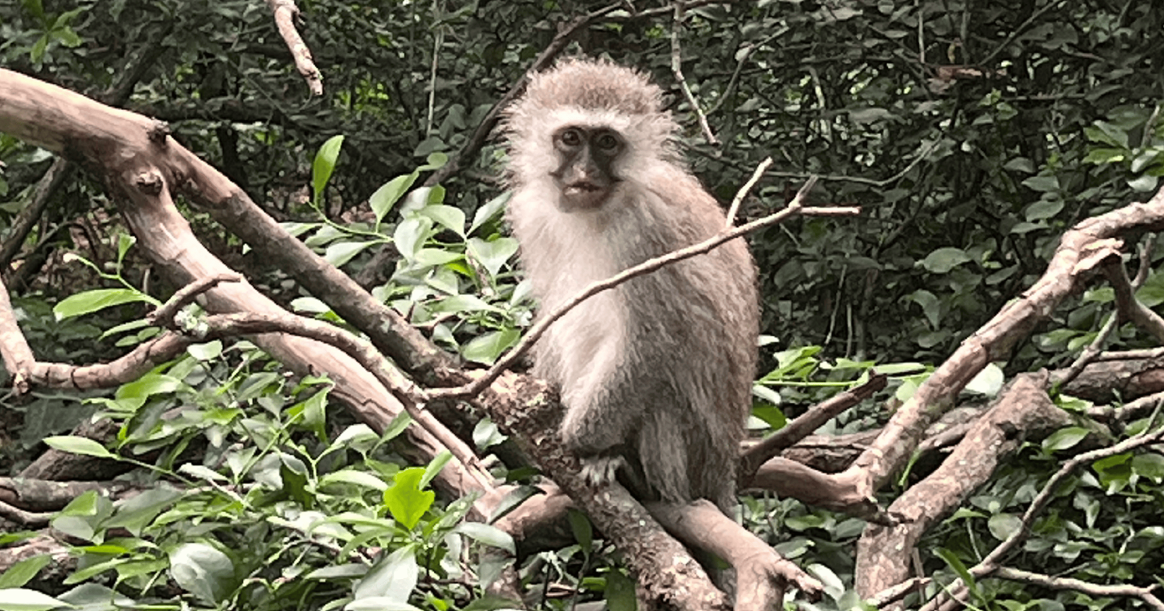 Monkeyland monkey South Africa