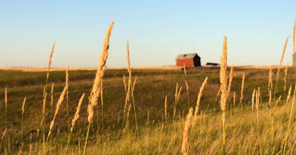 Saskatchewan field with old red barn