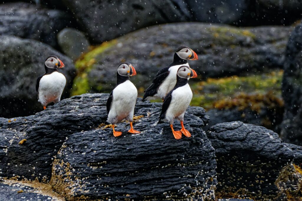 Puffins on a rock