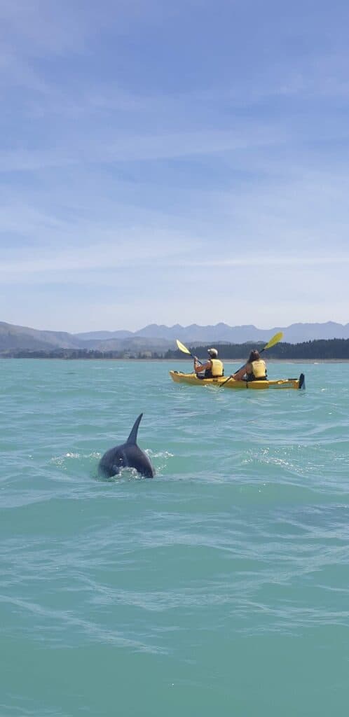 Kayaking with dolphins