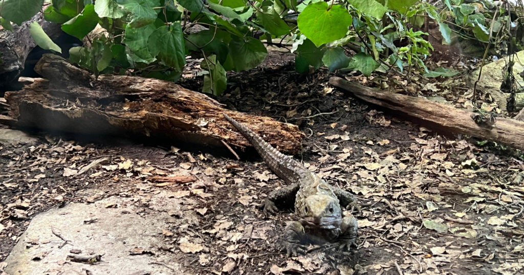 Tuatara dinosaur in the Kiwi Park Queenstown