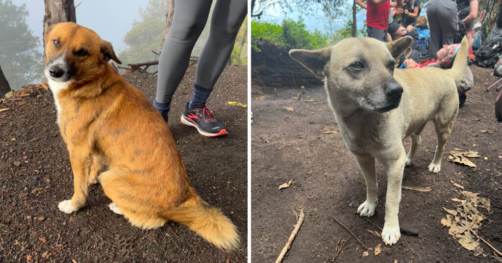 Dogs in Guatemala