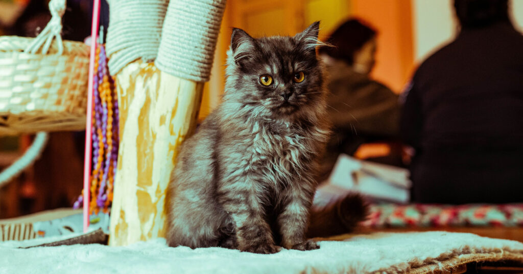 Cute cat sitting in a cafe