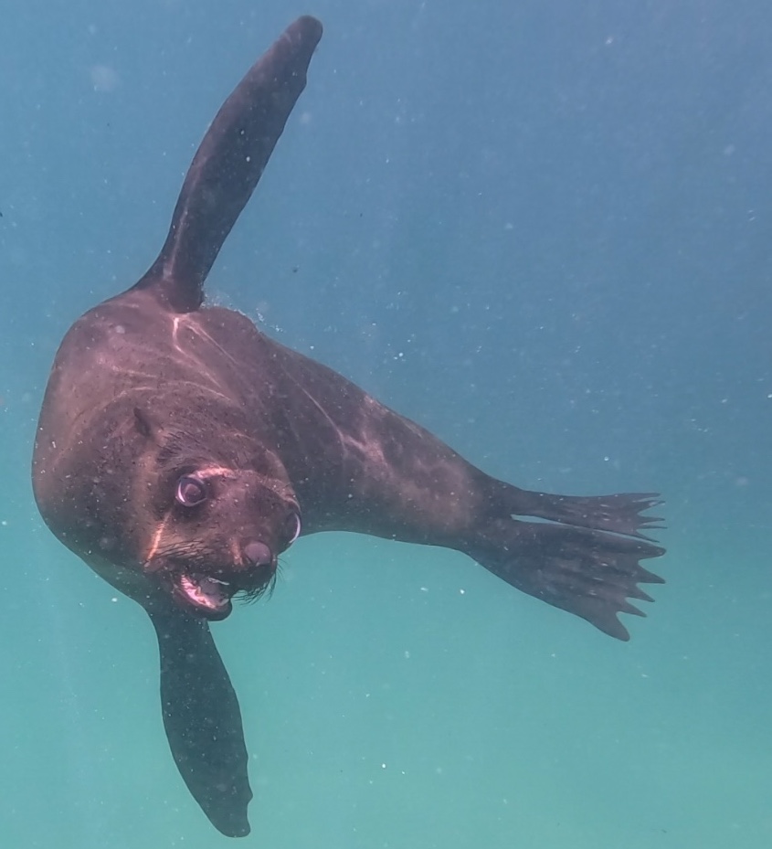 Seal in Plettenberg Bay South Africa