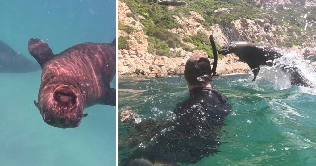 Swimming With Seals in South Africa Feature