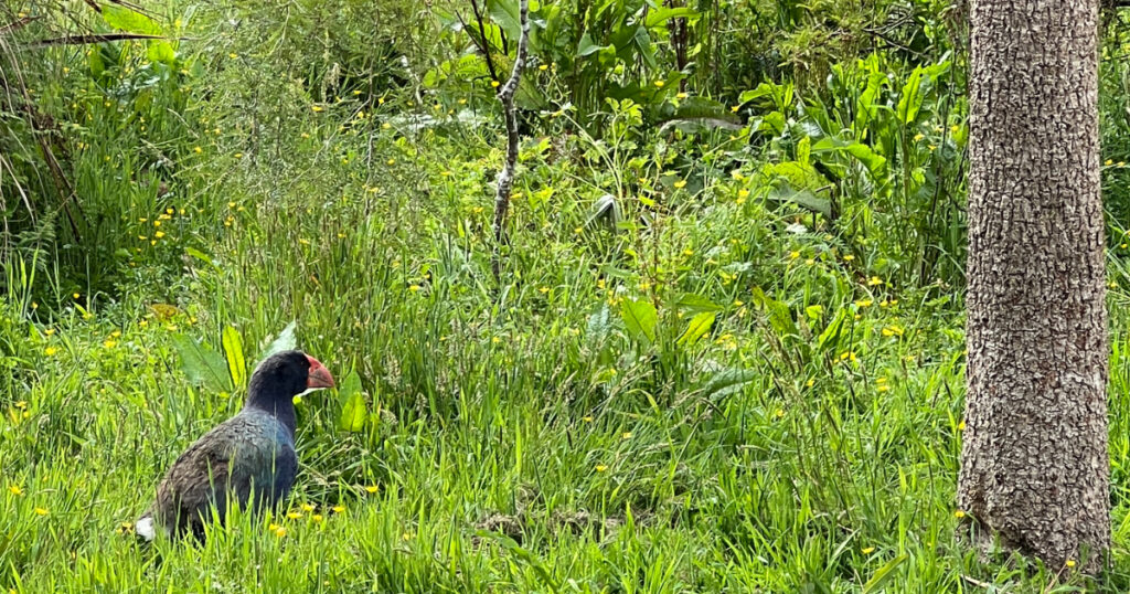 Takahe in the te anau bird sanctuary