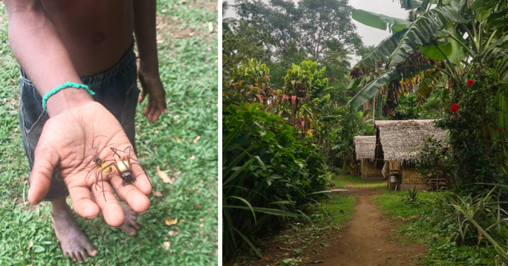 Child holding large spider on Pentecost island Vanuatu