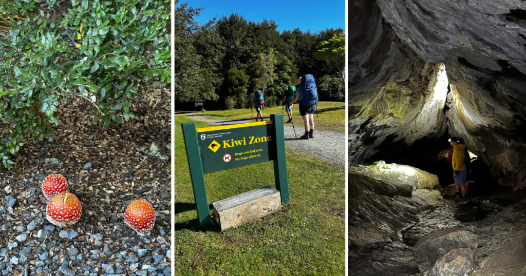 Kepler Track Wildlife mushrooms, Kiwi sign, and cave