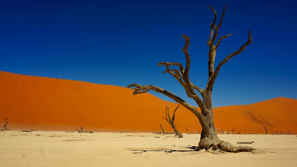 Sossusvlei, Namibia desert trees