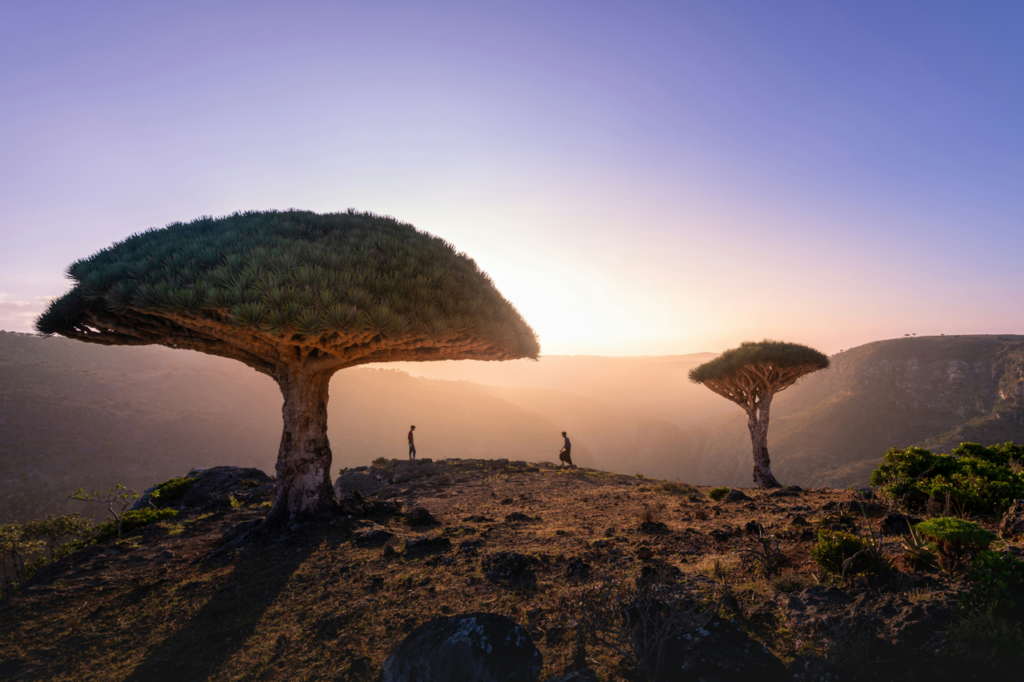 Umbrella trees in Socotra, Yemen one of many underrated travel destinations