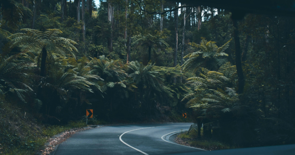 New Zealand forest road