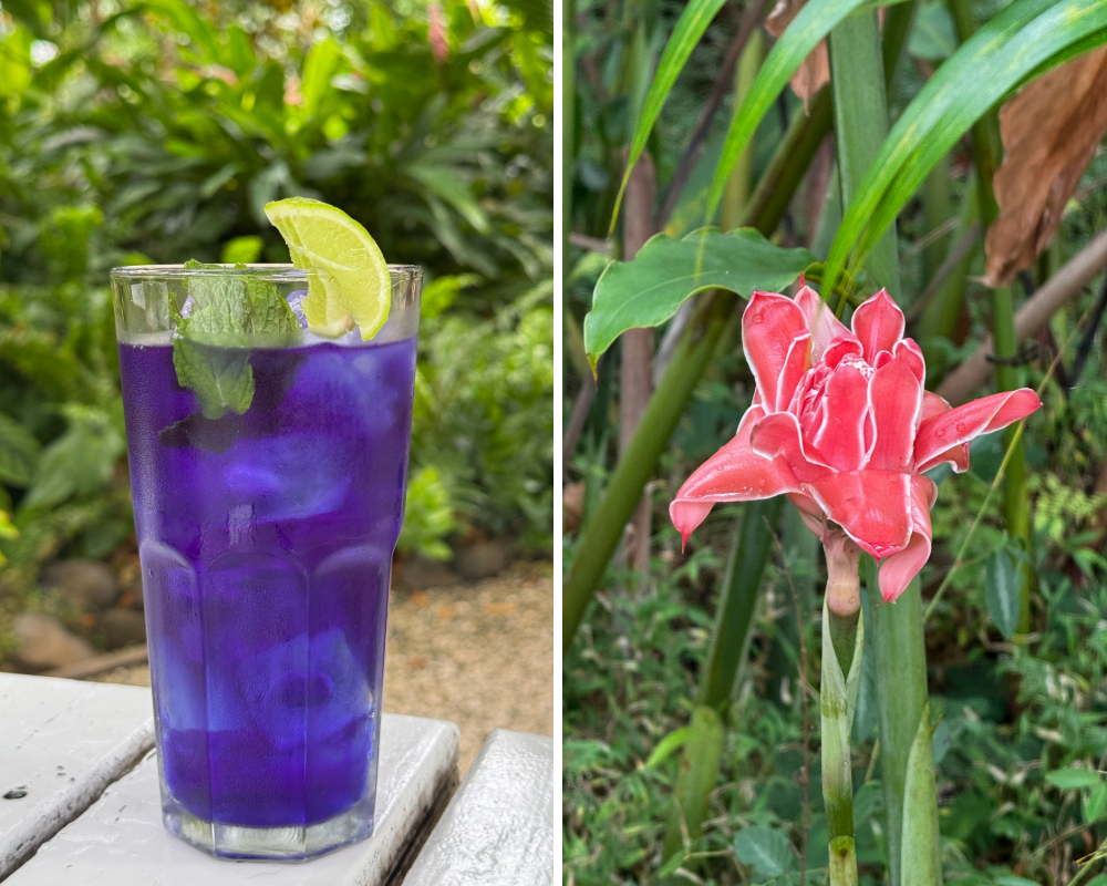 Purple iced tea and blooming flower