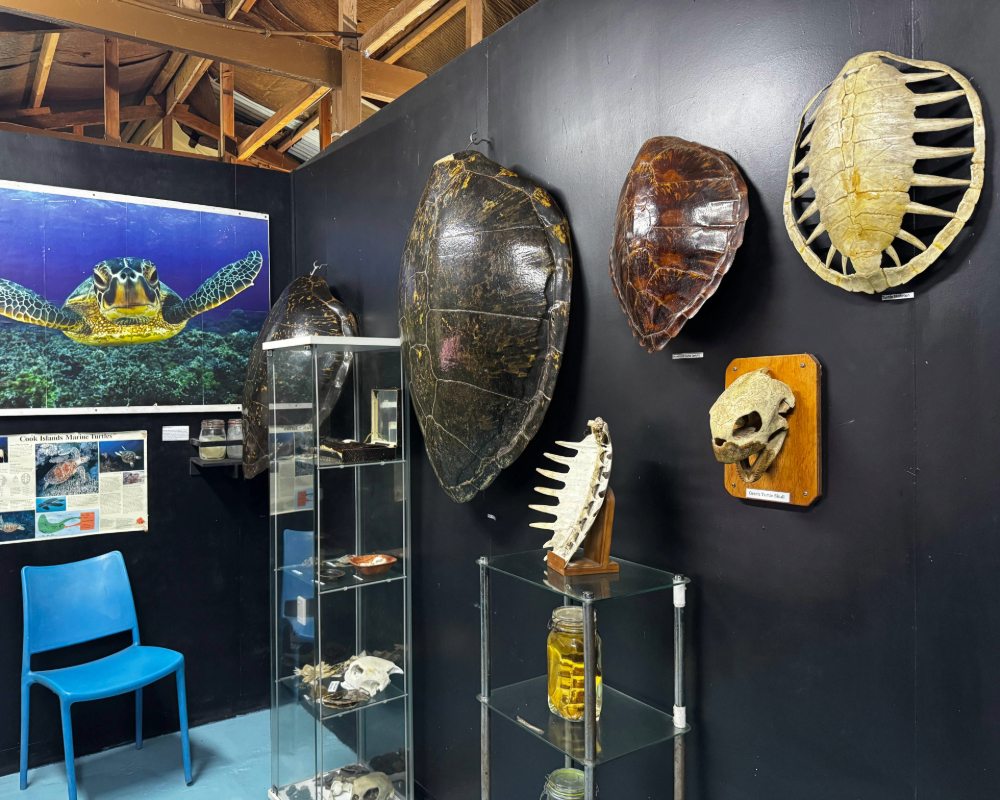Turtle shells in the Rarotonga marine center