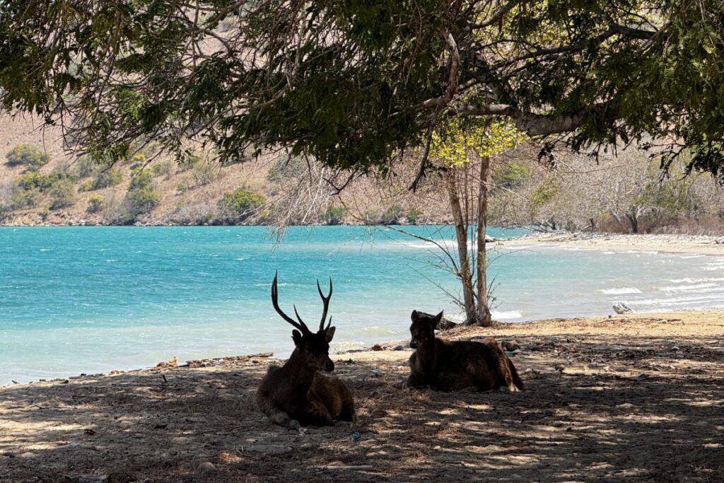Timor deer on Komodo Island