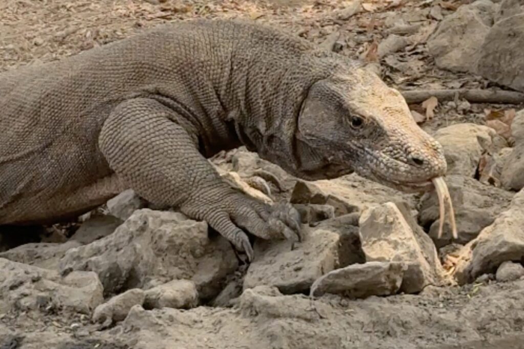 Komodo dragon with its tongue out