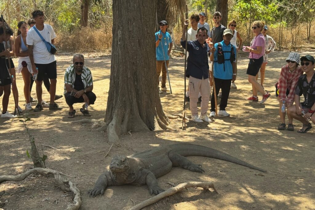 Tourists very close to a Komodo dragon