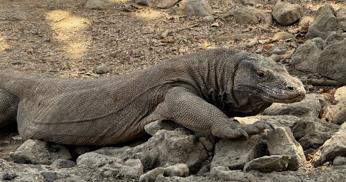 Komodo dragon the national park, Indonesia