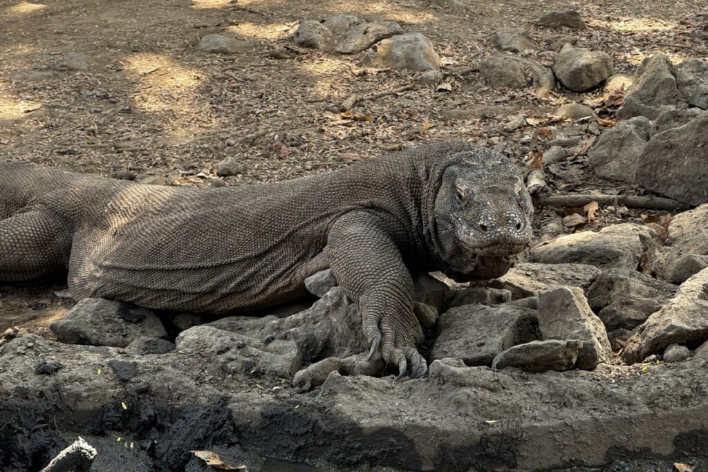 Komodo Dragon