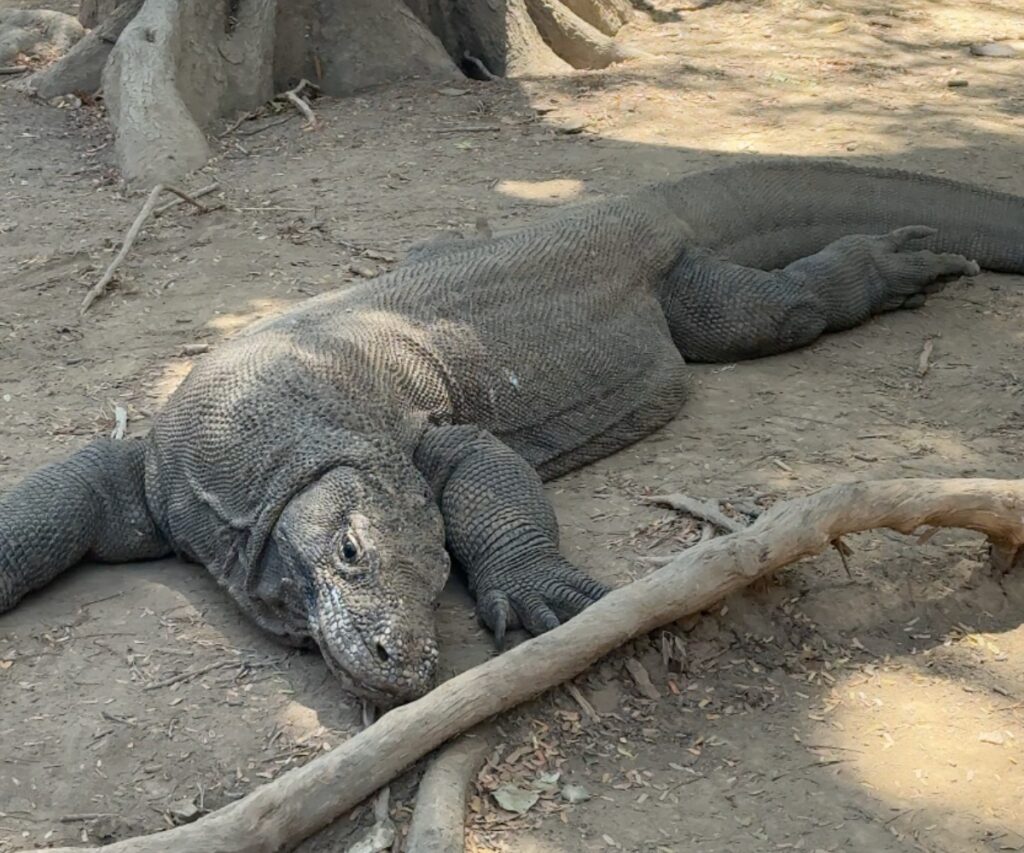 Sleepy looking Komodo dragon drugged?