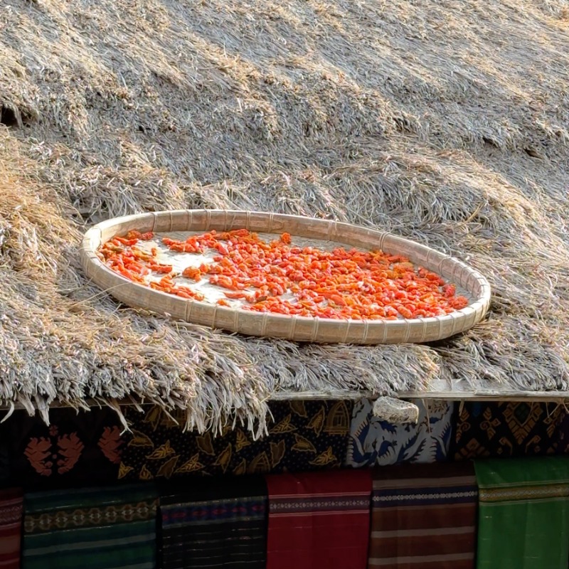 Turmeric drying on a roof