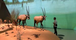 National Museum of Qatar Oryx display
