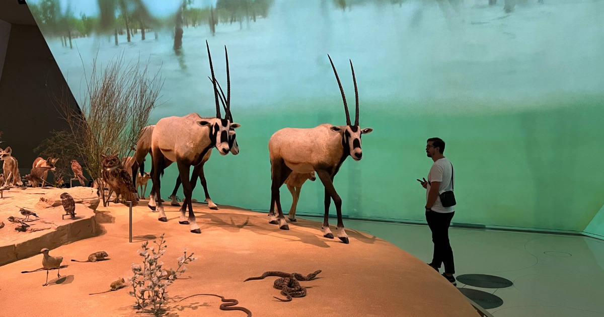 National Museum of Qatar Oryx display
