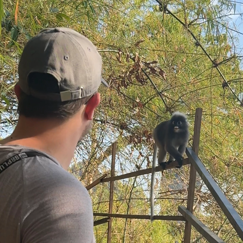 Dusky langur on the monkey trail in Ao Nang