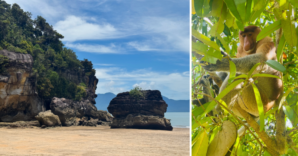 How to get to Bako National Park beach, proboscis monkey