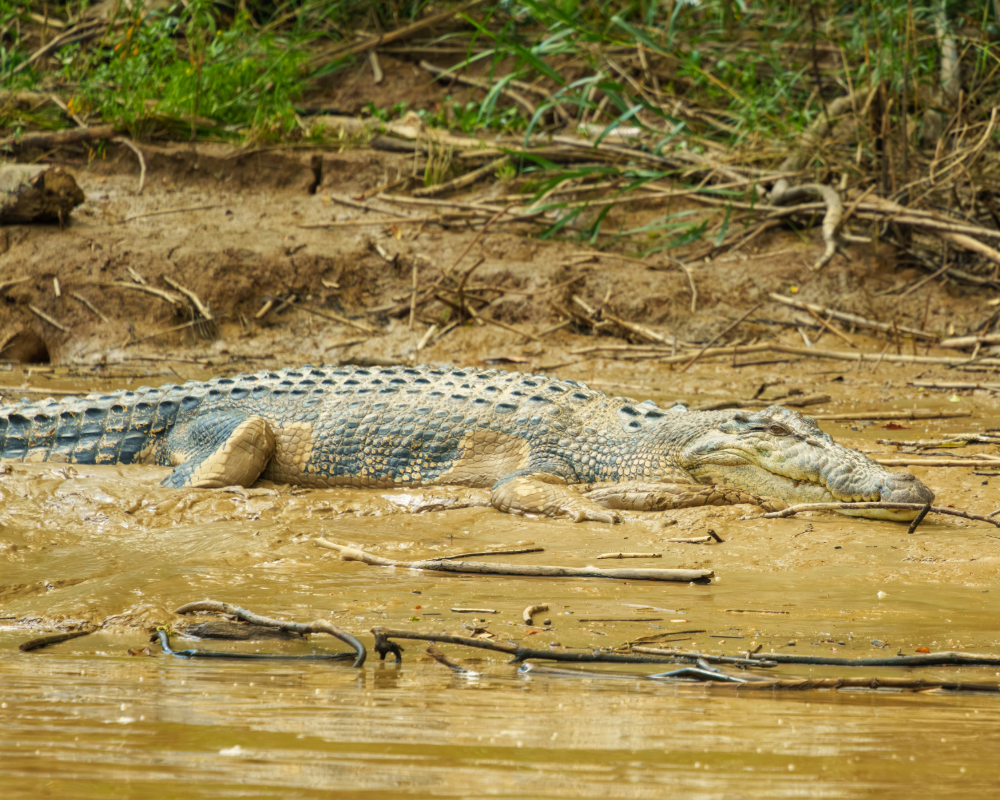 Crocodile in the mud along the Santubong River