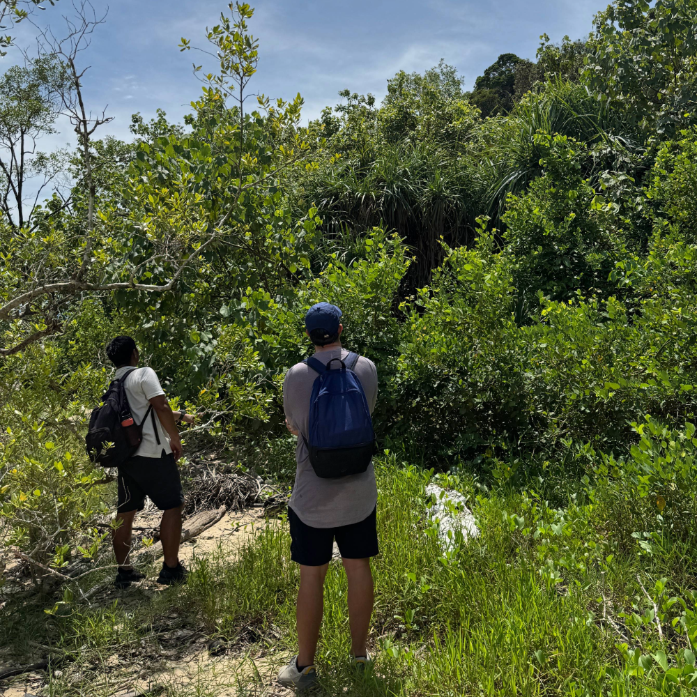 Guide looking for a Proboscis monkey in the trees