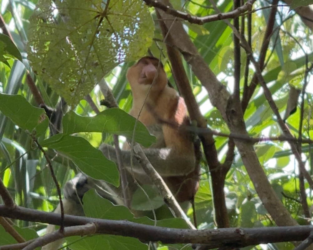 Proboscis monkey in Borneo