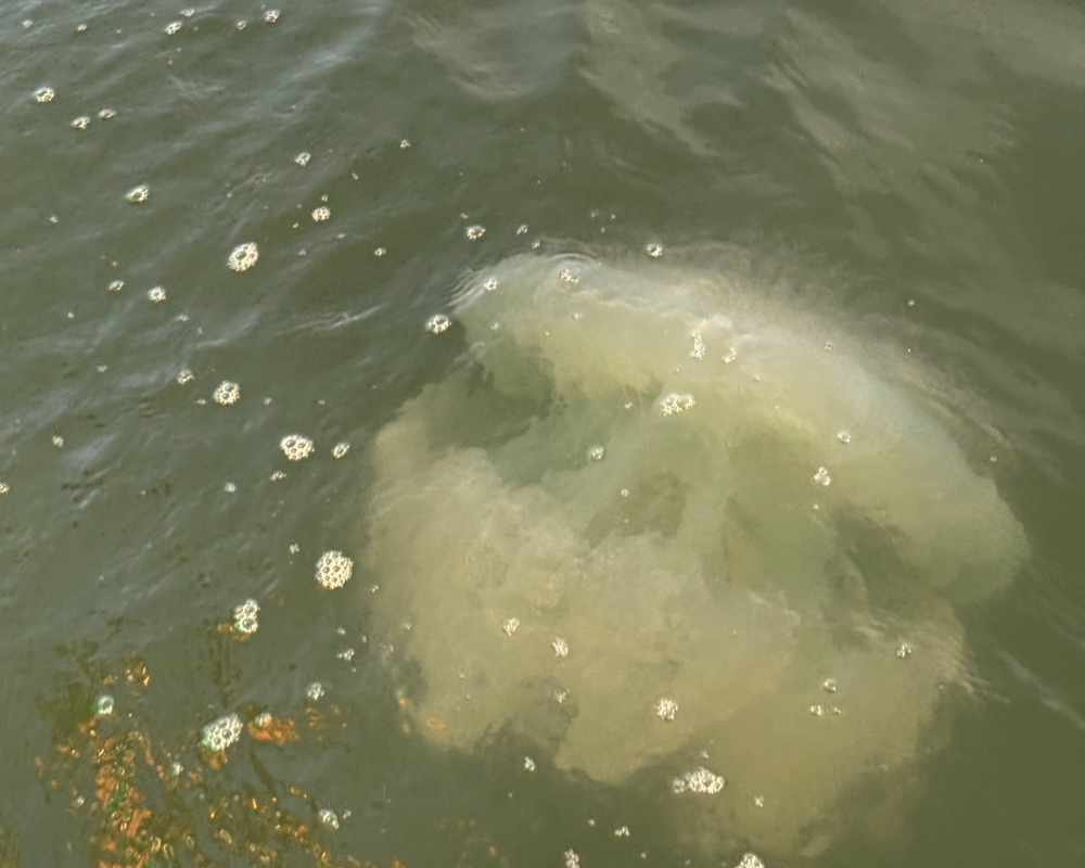 Huge jellyfish in the Santubong River, Borneo