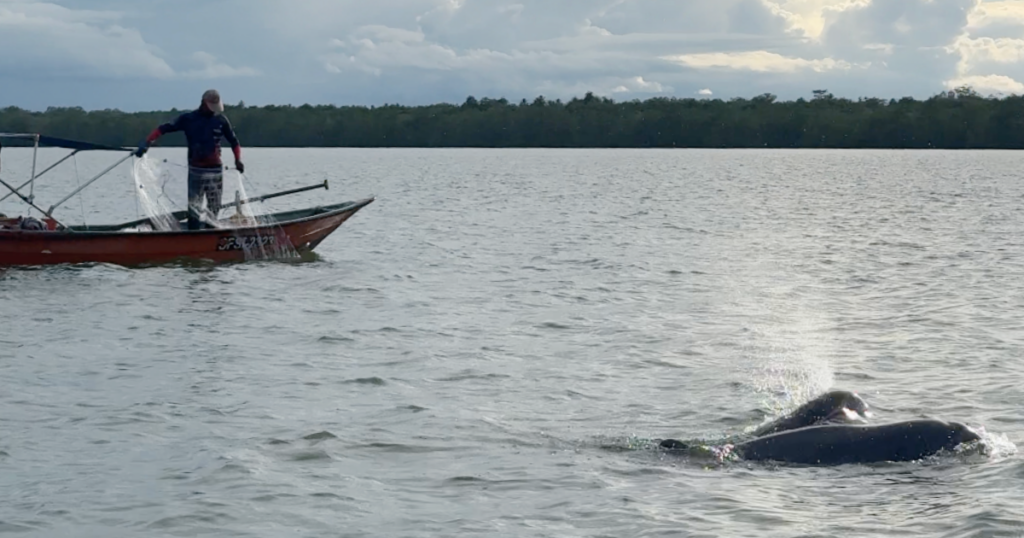 Snub nose dolphins surfacing next to a fisherman's boat