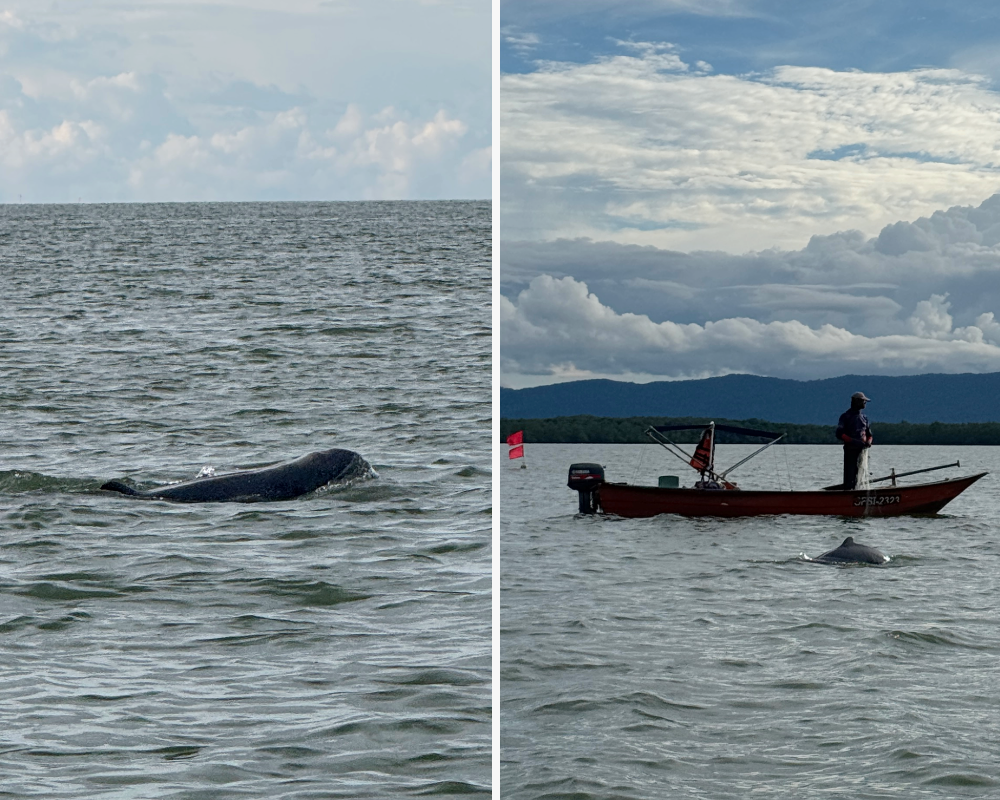 Snub nose dolphins surfacing in Sarawak, Borneo