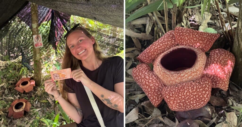 Posing with blooming Rafflesia flowers near Mount Kinabalu