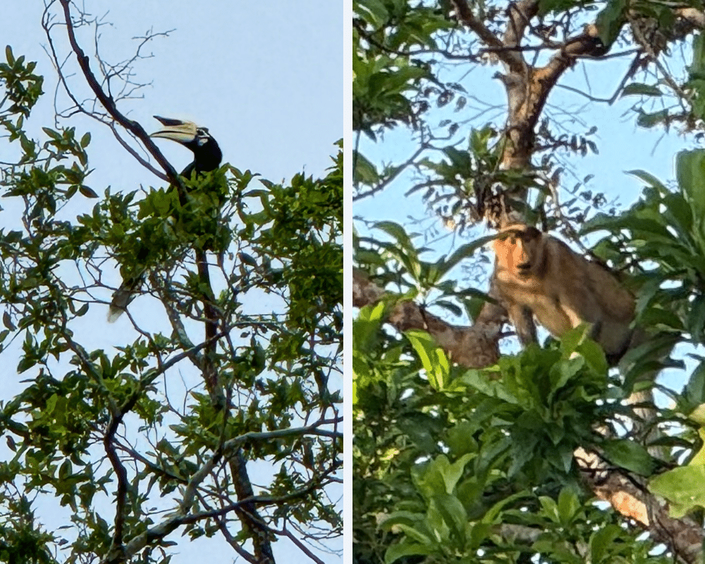Hornbill and Proboscis monkey