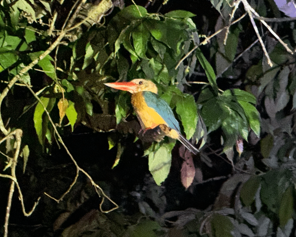 Kingfisher sleeping at night in Borneo