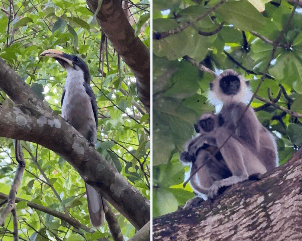 Grey hornbill and langur monkey in Hiriketiya Beach