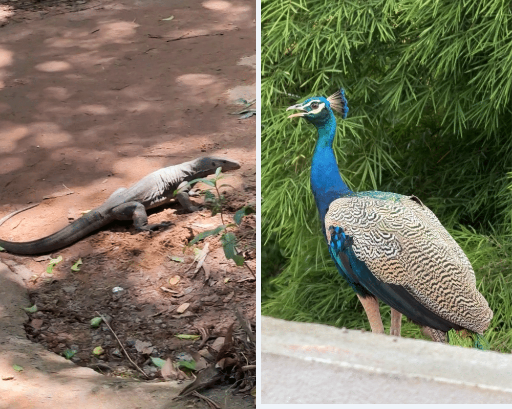 Monitor lizard and peacock in Hiriketiya, Sri Lanka