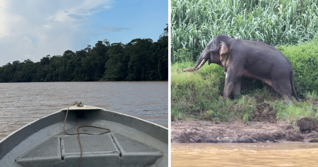 Boat and elephant on the Kinabatangan River in Borneo