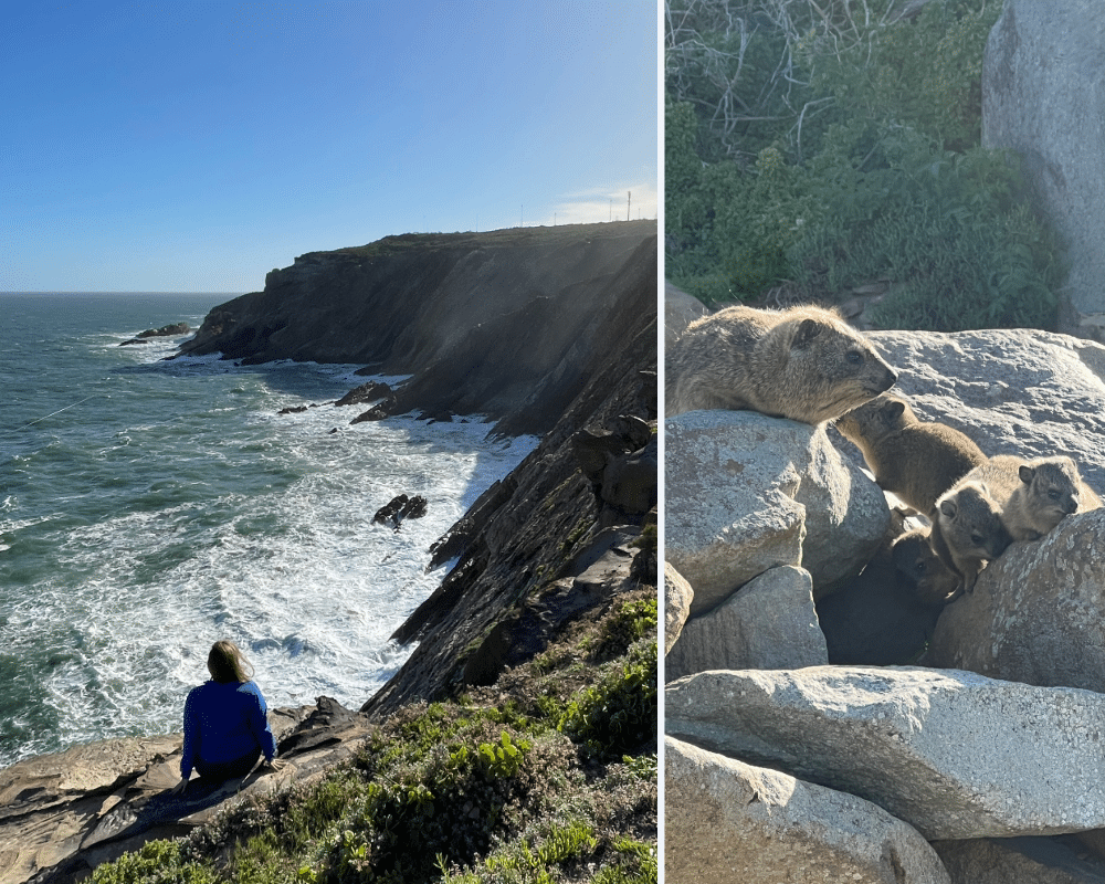 Mossel Bay coastal view and dassies