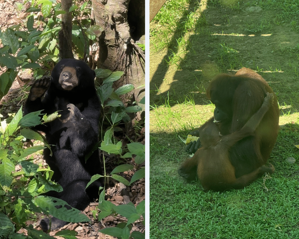Sunbear and Orangutan at the rehabilitation centres in Sepilok, Borneo