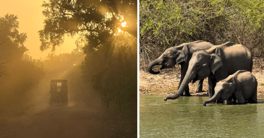 Safari jeep and elephants at Yala National Park